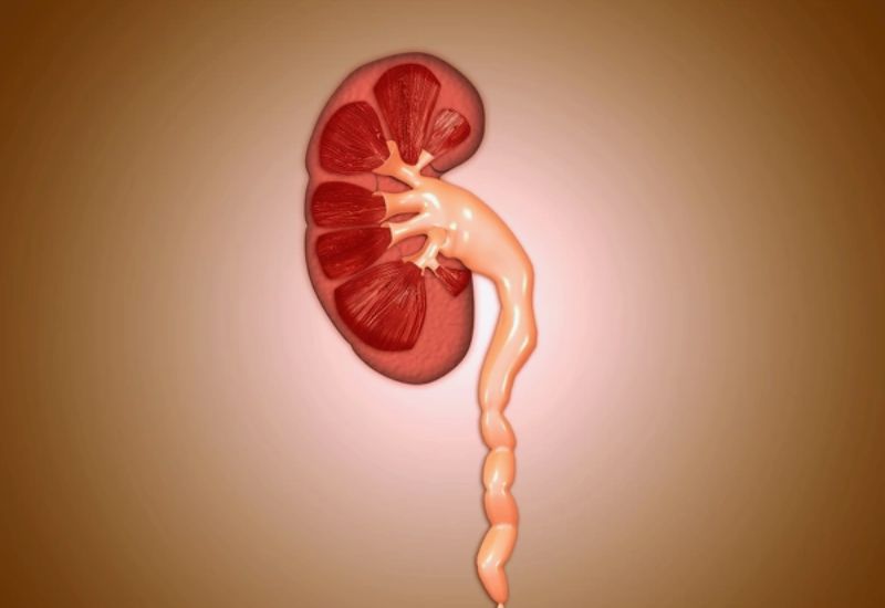 Cơ chế hình thành ứ nước tại thận