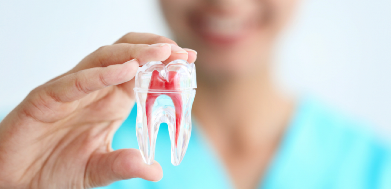 Tủy răng được coi là chất sống của răng