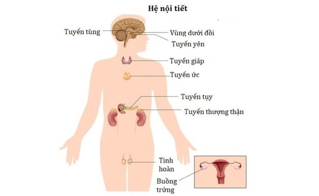 Hệ thống các tuyến nội tiết có vai trò sản sinh ra các loại hormone nội tiết.