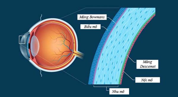 chụp bản đồ giác mạc