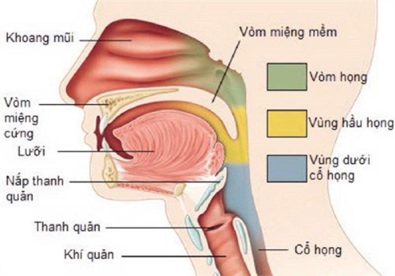 cấu tạo vòm họng