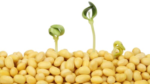 Mầm đậu nành, hay còn gọi là giá đậu nành, là giai đoạn đầu tiên trong quá trình phát triển của cây đậu nành, bắt đầu khi hạt đậu nành nảy mầm.