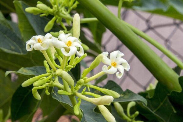 Enzym papain có trong hoa đu đủ đực có tác dụng hỗ trợ tiêu hóa.