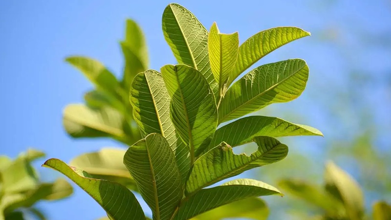 Nhờ sự phong phú của các thành phần dinh dưỡng và hoạt chất, lá ổi mang đến nhiều lợi ích tuyệt vời cho sức khỏe.
