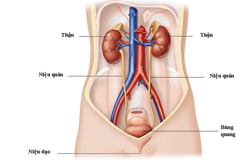hệ tiết niệu