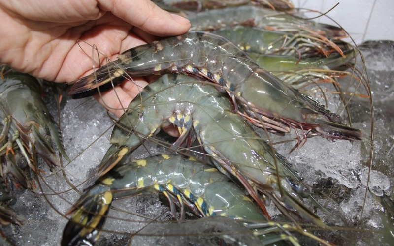 Vỏ tôm