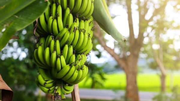 Chuối là loại trái cây nhiệt đới được trồng rộng rãi ở nhiều quốc gia như Việt Nam.