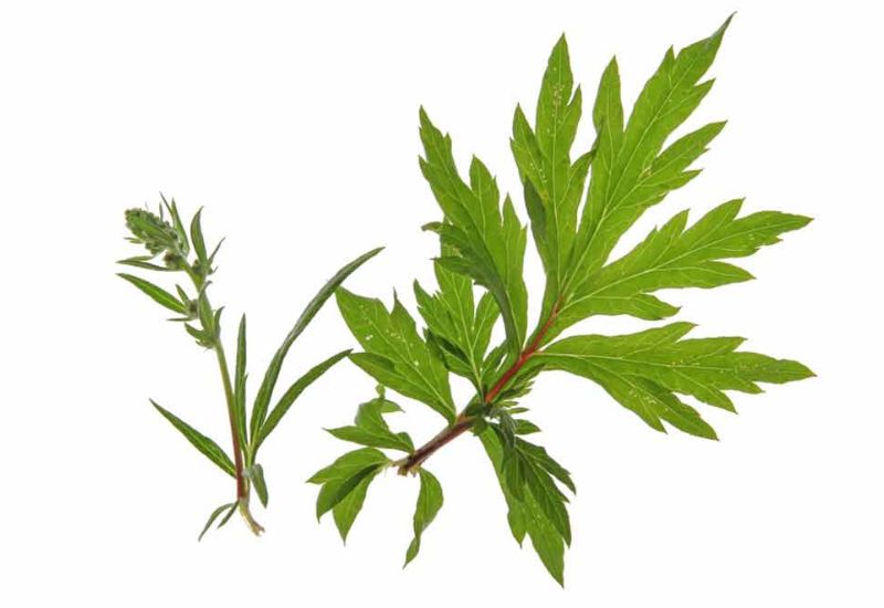 Ngải cứu (tên khoa học: Artemisia vulgaris) là một loại cây thân thảo thuộc họ cúc, được trồng nhiều trong vườn nhà để làm thuốc và chế biến món ăn.