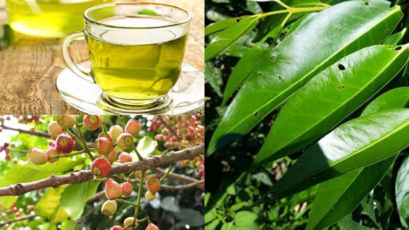 Người huyết áp thấp có uống được lá vối không